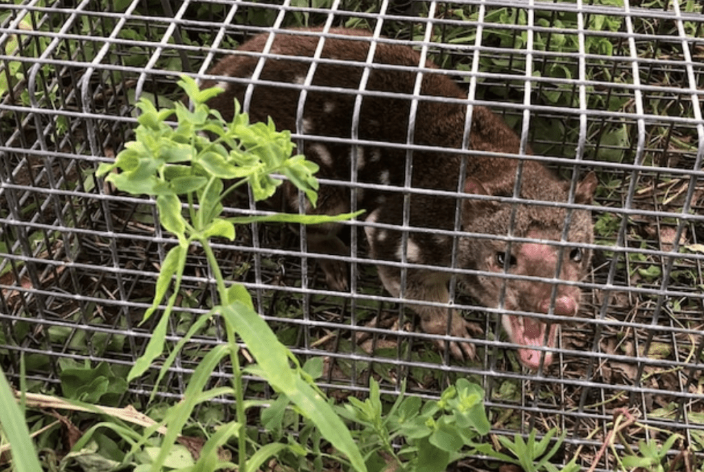 绝迹百年「獠牙兽」突现踪南澳洲　专家惊叹不可思议