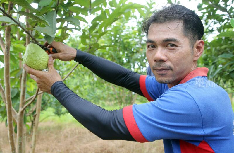 萧畯宏享受种植带给他心灵的恬静及平和。