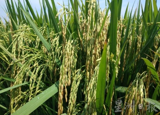 2022總稽查司報告|稻米產量 自給自足目標 稻農收入不達標 
