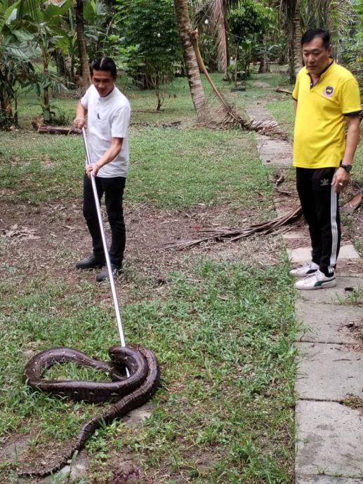 **已签发**柔：​沙威甘榜发现大蟒蛇，村长村委联手捕捉