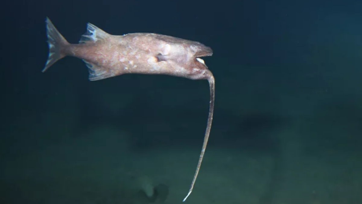 超高速怪魚終生“倒掛金鉤”　深海獨特“垂釣”覓食