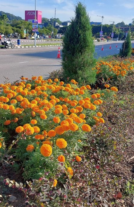 （古城封面副文）市政厅种花打造路上美景