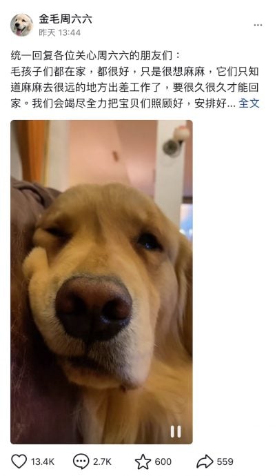 ​周海媚病逝｜爱犬周六六哭想妈妈  网民心疼陪泪崩