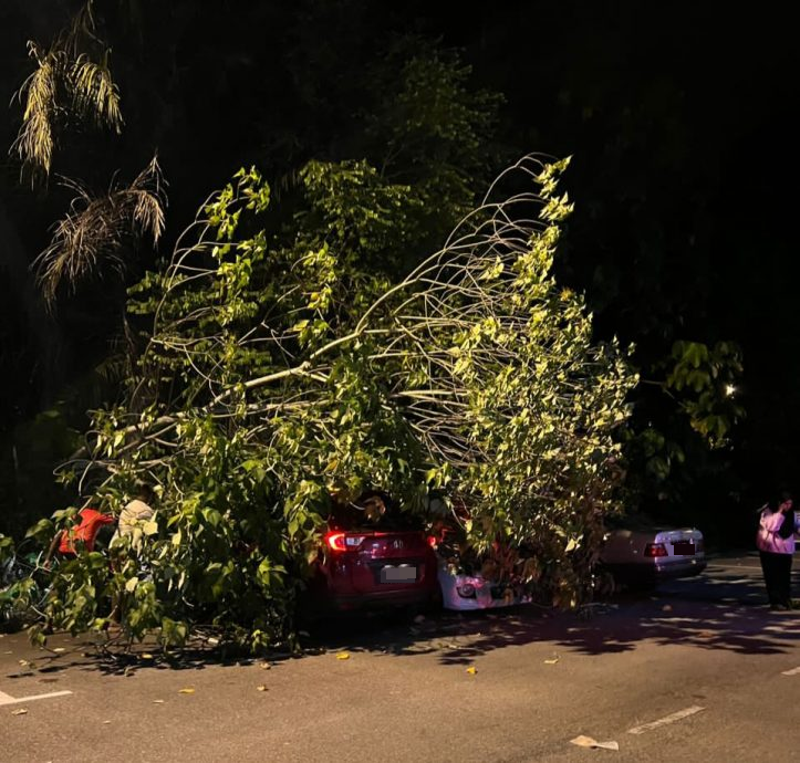 东：文冬富裕花园D座公寓停车位再次发生树木倒塌事件压到数辆汽车