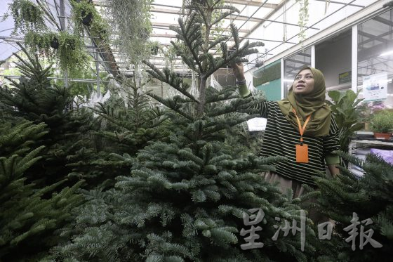 四季如夏的马来西亚也有真圣诞树？