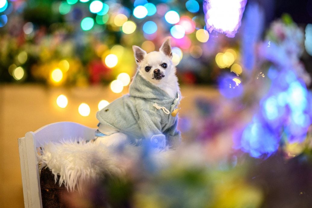 拚图已签)日本大学研发狗尿制干细胞　有望医治病犬