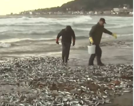日本北海道突然涌现大量鱼尸体 “鱼浪”蔓延1公里