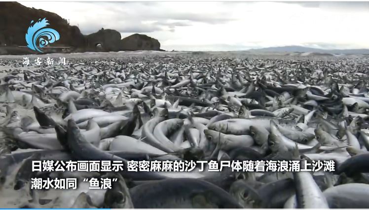 日本北海道突然涌现大量鱼尸体 “鱼浪”蔓延1公里