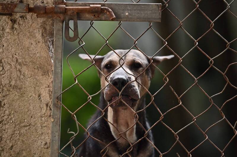 独居男家中身亡没人知！ 遭17只宠物犬分食 遗体“剩3块骨头”