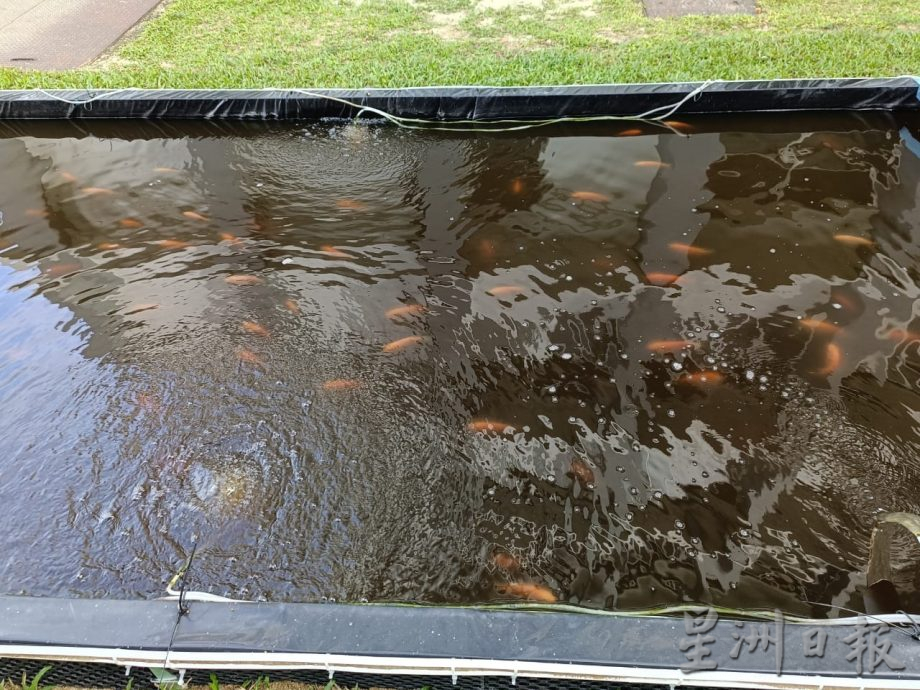 （大北马）恒毅分校打造生态课堂　鱼菜共生系统引领环保教育风潮