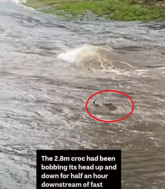 （视频）昆士兰爆历史性洪灾 机场淹水飞机泡水、鳄鱼游进镇