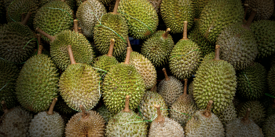 Are durians now a non-seasonal fruit?