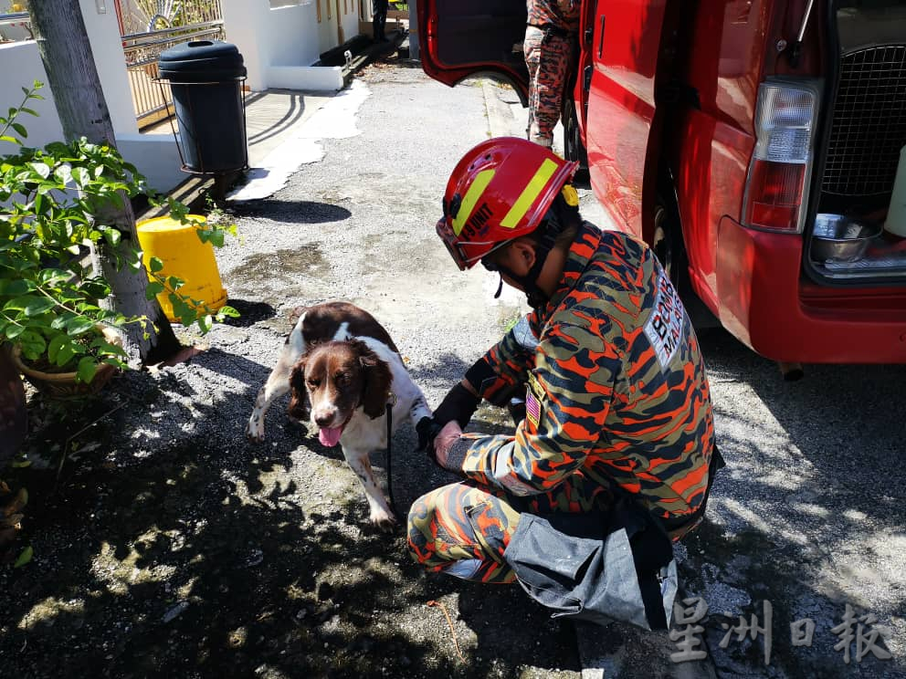 倪可汉住家疑遭纵火｜吉隆坡消防总部消防犬 出动到场搜证