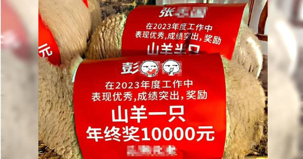 发年终奖金又送山羊　员工哭笑不得