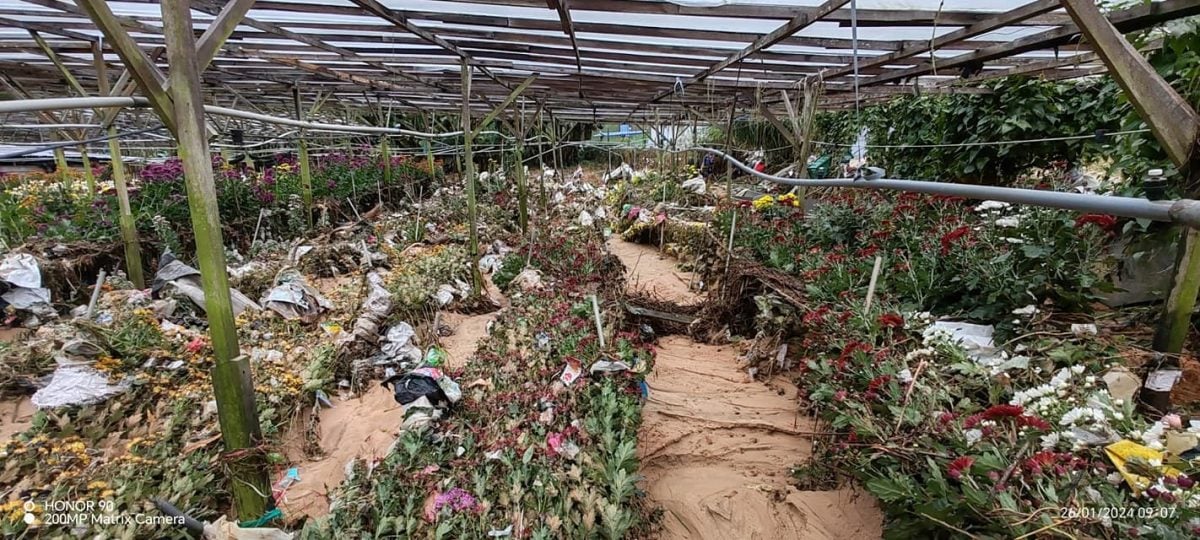 金马仑大雨  河水冲毁1英亩年花