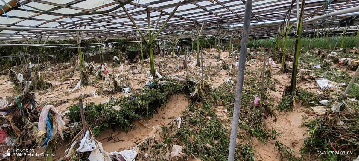 金马仑大雨  河水冲毁1英亩年花