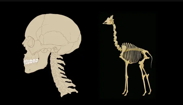 （求真）长颈鹿的颈椎骨数量和人类相同？没错
