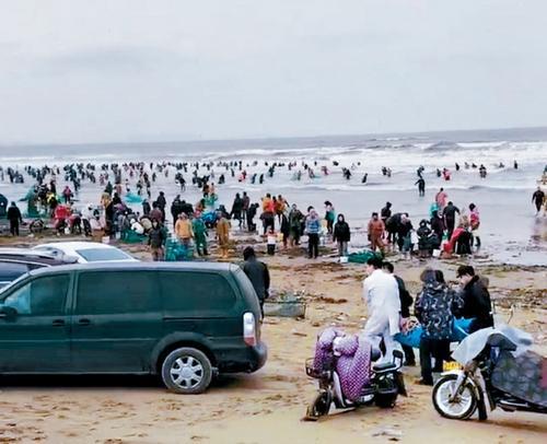 煙臺海邊現大量「海腸」 多人打撈遇溺