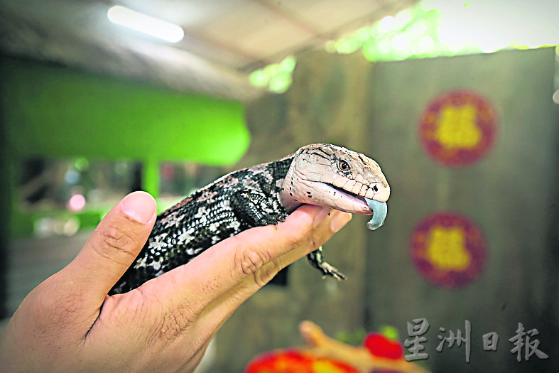 “蜥蜴龙”家族齐聚城の农场