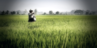 It’s time for real rice reform