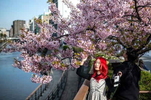 拼盘  未签  日本河津樱 开花了