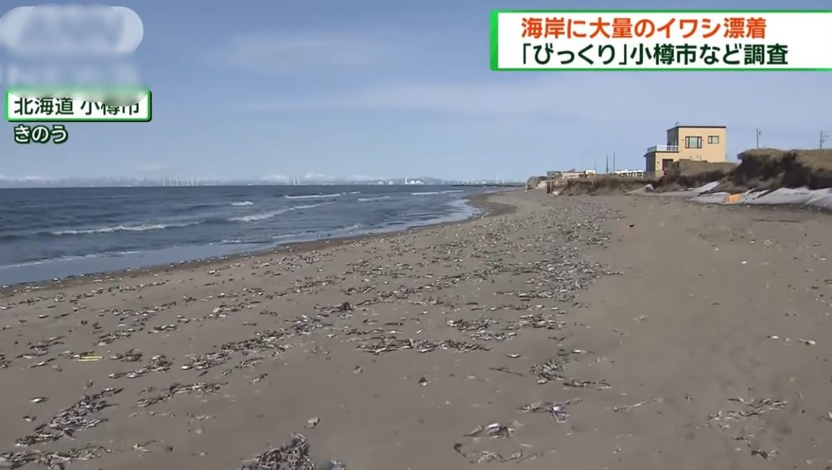 沙丁鱼尸冲上岸 绵延小樽市海滩7公里