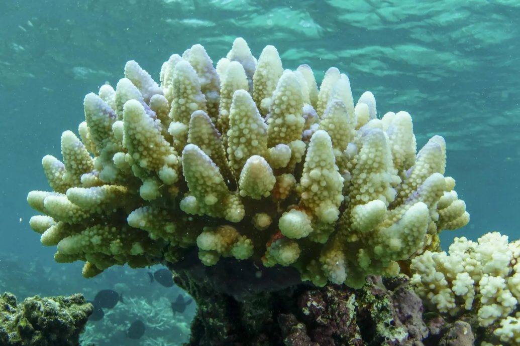 澳洲大堡礁再發生“大規模白化事件”