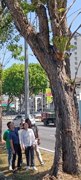 （大北马）州清真路约2公里长路段 种植100棵皇冠鹿角蕨