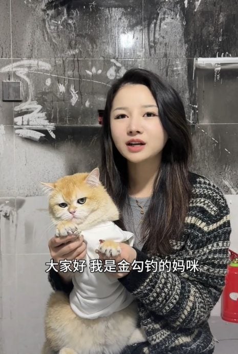 可爱小猫误触电磁炉“纵火” 遭女主人推“下海”做直播还债