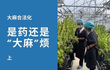 大麻合法化（上） | 是药？还是”大麻“烦？ 泰国合法化 大马也动心