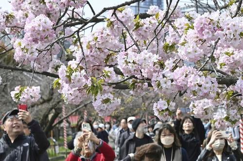 拚图两图)大阪造币局樱花步道开放观赏一周　须预约入场