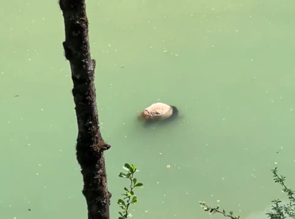 拚圖已籤)雅安野生大貓熊溺亡　趴著漂河面