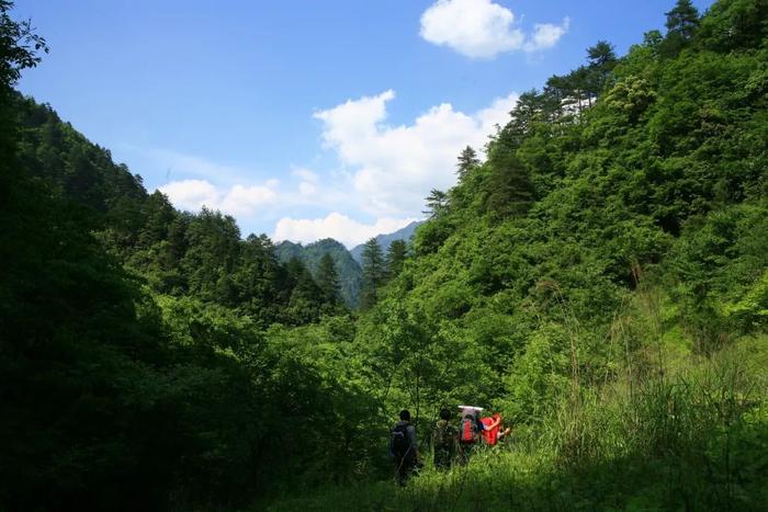 拚盘/神农架招聘观察员月薪4000 要求“遇见野人跑得快”