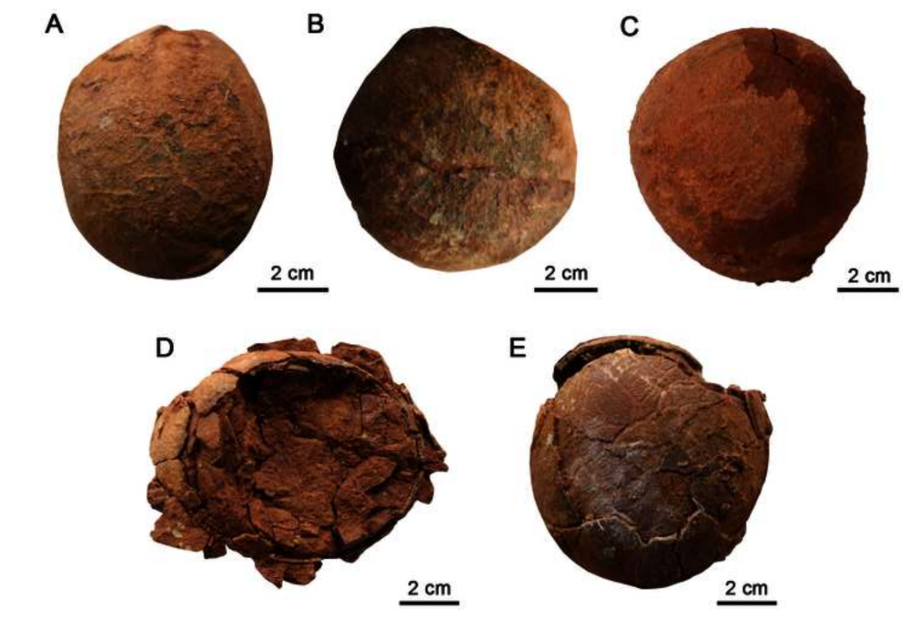  拼盘∕中国山东莱阳发现恐龙蛋新蛋种 命名“变形蛋”