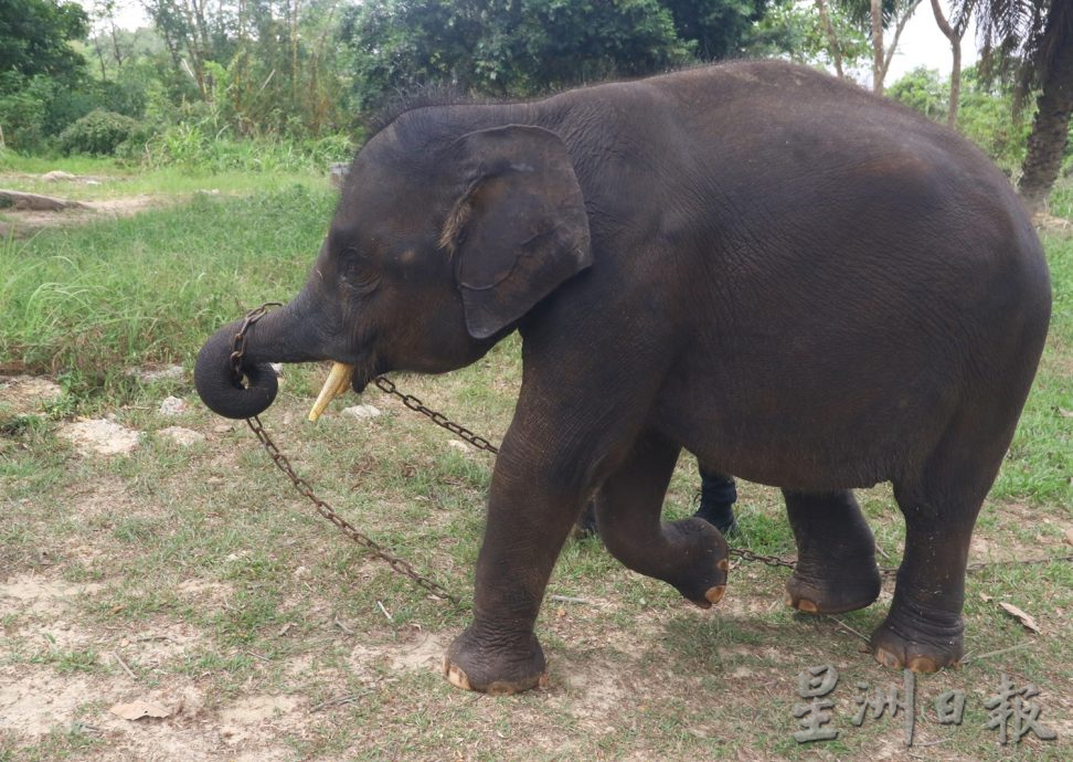 柔：【特稿】：新闻：提供食物 吸引停留  柔野象中心减人象冲突