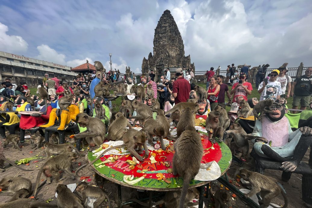 泰国华富里猴子泛滥成灾 官方出手化解人猴冲突