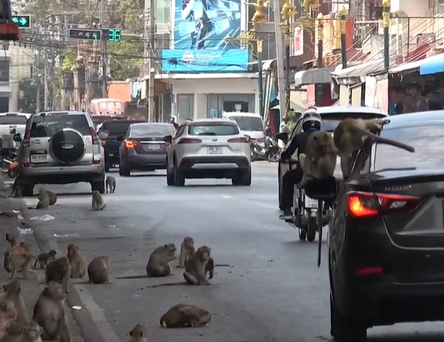  滿城猴子搶手機 警：爬太高捉不到啦！