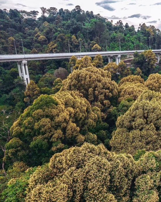  （多图）旅游局分享万绕绕道高架公路美景 “花椰菜山丘”惊艳网民