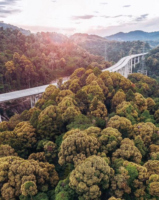  （多图）旅游局分享万绕绕道高架公路美景 “花椰菜山丘”惊艳网民