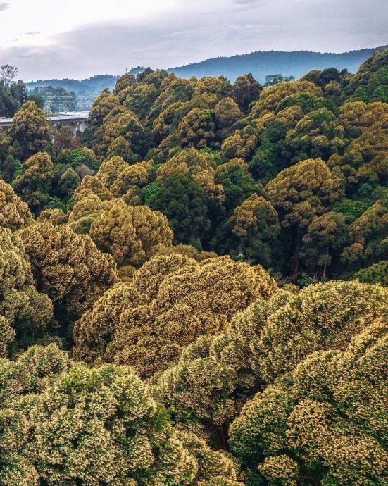  （多图）旅游局分享万绕绕道高架公路美景 “花椰菜山丘”惊艳网民