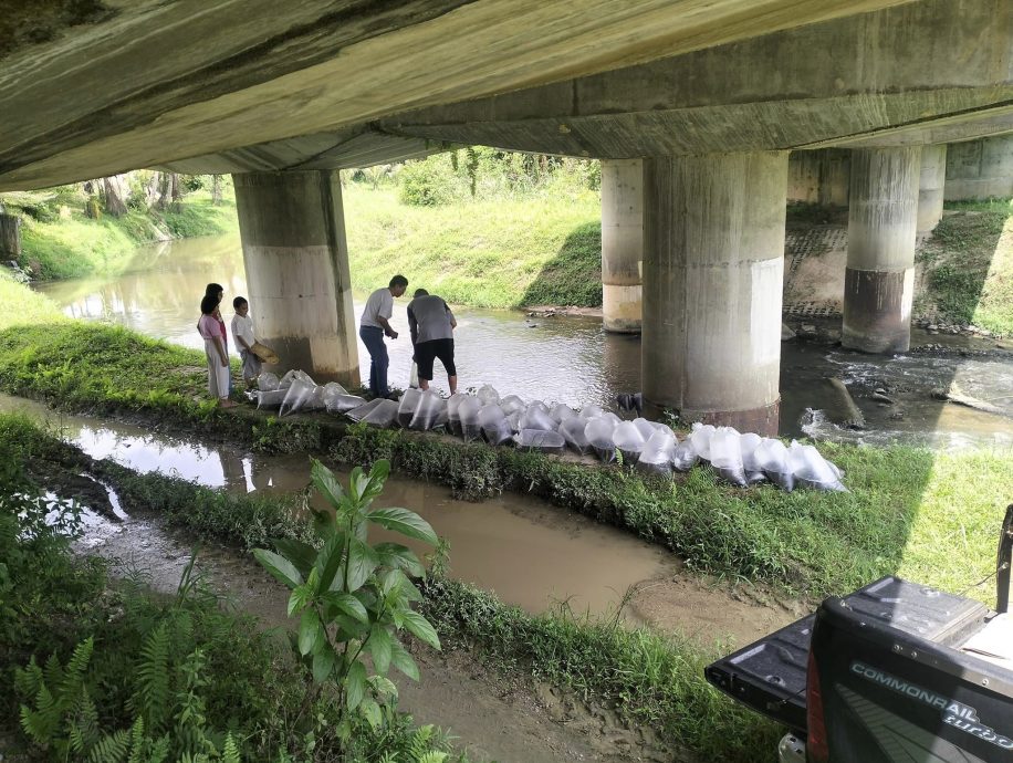 1萬條鯰魚苗釋放到河流 網憂：恐釀成生態威脅！