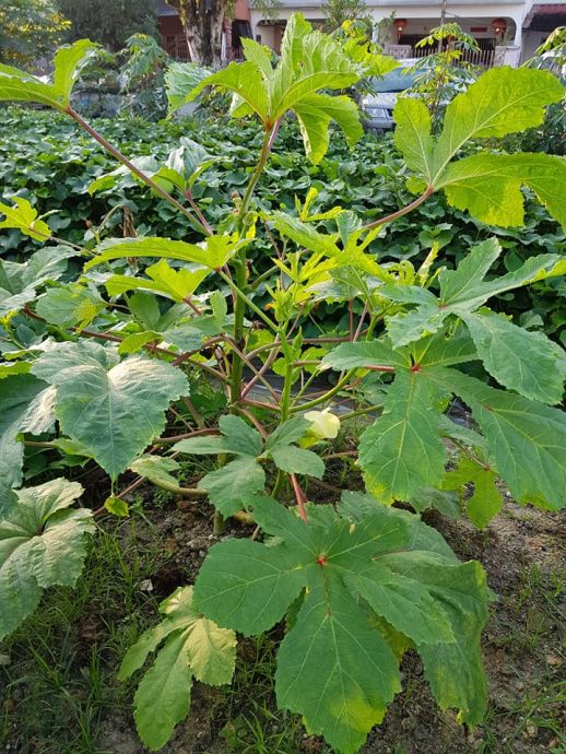 515見報日/綠意盎然/大都會/蕉賴美麗園愛心菜園