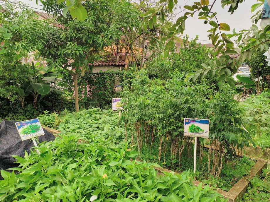 515見報日/綠意盎然/大都會/蕉賴美麗園愛心菜園