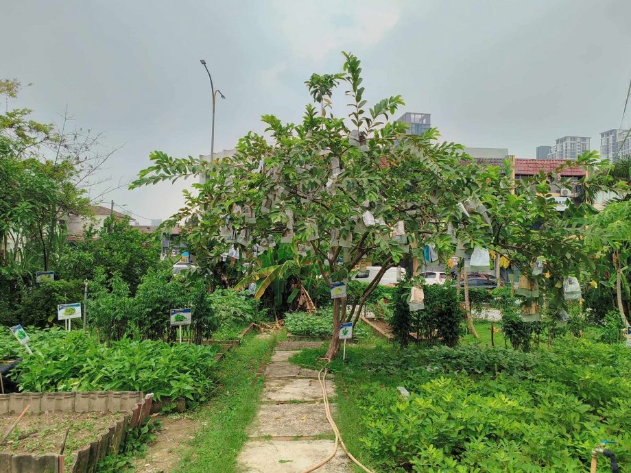 515見報日/綠意盎然/大都會/蕉賴美麗園愛心菜園