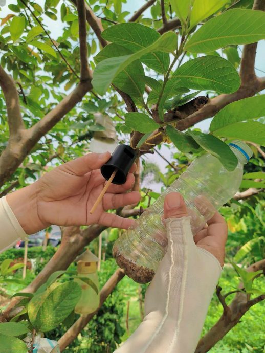 515見報日/綠意盎然/大都會/蕉賴美麗園愛心菜園