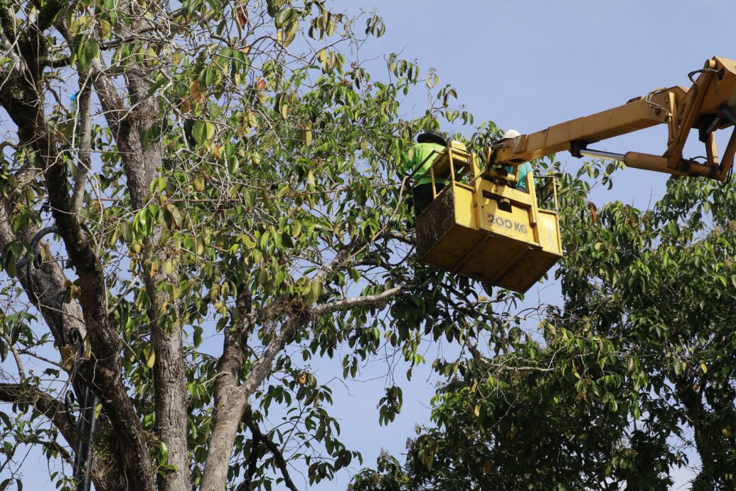 东：关丹市政厅年花35万令吉聘树艺师照顾450棵年过50年老树，确保安全不危公众。 
