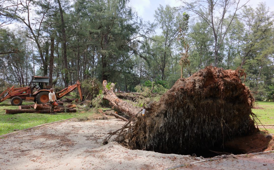 东：关丹市政厅年花35万令吉聘树艺师照顾450棵年过50年老树，确保安全不危公众。 