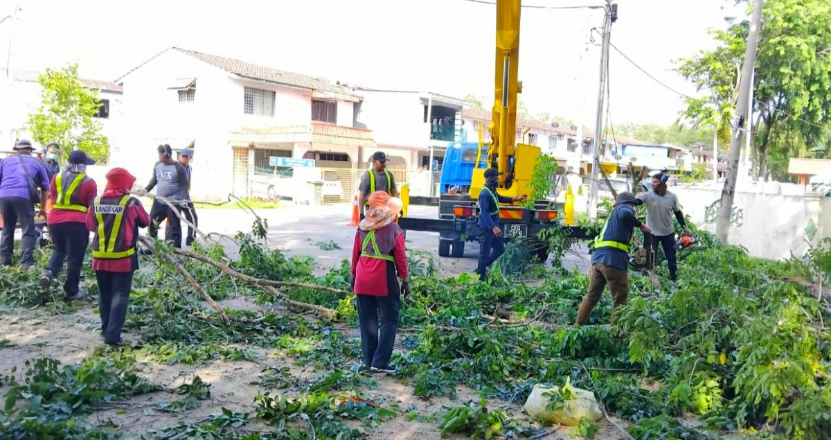 東：文德甲寶林園大路茂密樹枝，市議會派員修砍