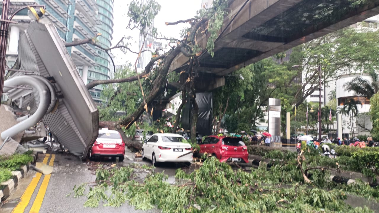 压死人老树有128岁 隆市50年大树有1300棵 倪可敏：已全面修剪保安全