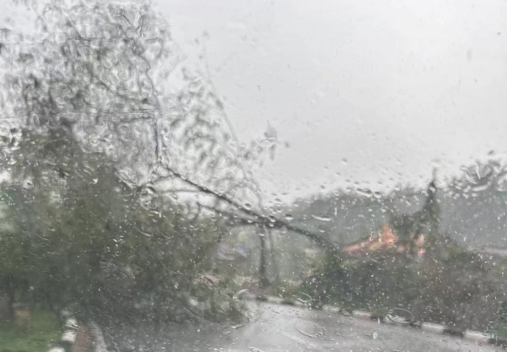 和丰狂风暴雨 丰利园大树连根拔起